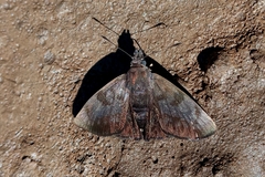 Pellicia