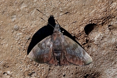 Pellicia