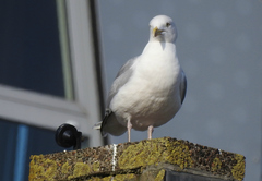 Larus argentatus