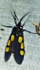 Procalypta victorina