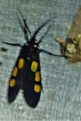 Procalypta victorina