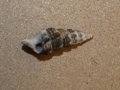 Batillaria australis