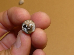 Batillaria australis