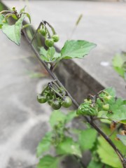 Solanum nigrum