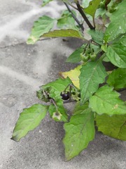 Solanum nigrum
