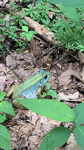 Green Frog photographed in Michigan