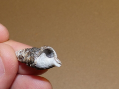 Batillaria australis