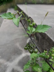 Solanum nigrum