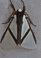 Turuptiana obliqua