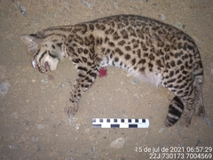 Leopardus guttulus