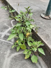 Solanum nigrum