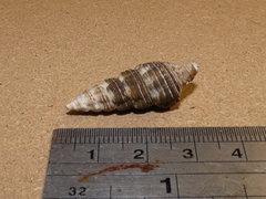 Batillaria australis