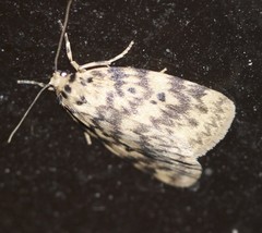 Hectobrocha subnigra