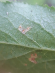 Naohidemyces vacciniorum