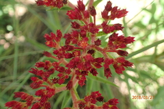 Crassula alba