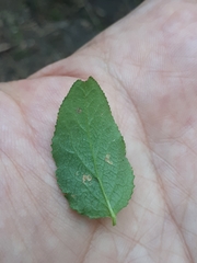 Naohidemyces vacciniorum