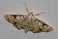 Aphytoceros lucusalis