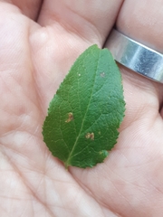 Naohidemyces vacciniorum