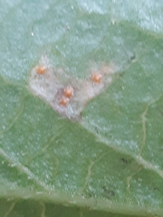 Naohidemyces vacciniorum