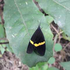 Aclytia