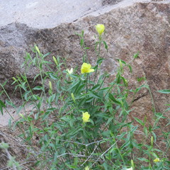 Haplophyton crooksii