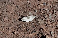 Polyctor polyctor