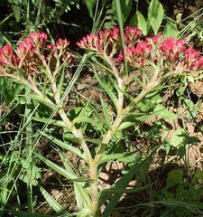 Crassula alba