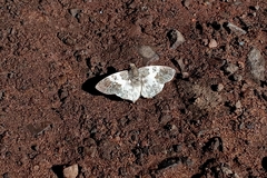 Polyctor polyctor