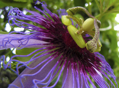 Passiflora cincinnata