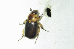 Ancognatha manca