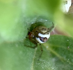 Theridiidae