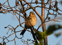 Zonotrichia albicollis