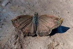 Anisochoria sublimbata