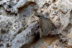 Anisochoria sublimbata