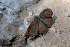 Anisochoria sublimbata