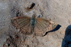 Anisochoria sublimbata
