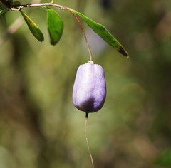 Billardiera macrantha