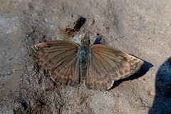Anisochoria sublimbata
