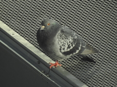 Columba livia domestica