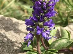 Veronica allionii