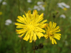Crepis setosa