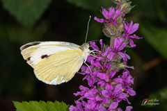 Pieris mannii