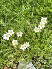 Saxifraga hypnoides