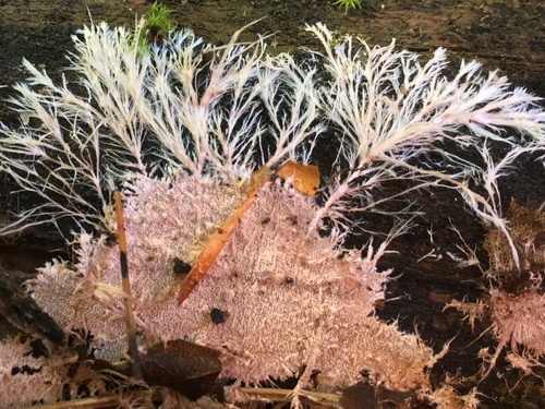 Etheirodon fimbriatum