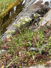 Saxifraga hypnoides