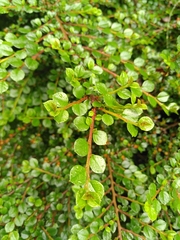 Cotoneaster hjelmqvistii