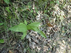 Cypripedium parviflorum