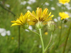 Crepis setosa