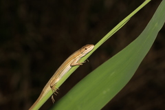 Takydromus wolteri