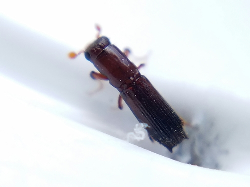Oxoplatypus quadridentatus
